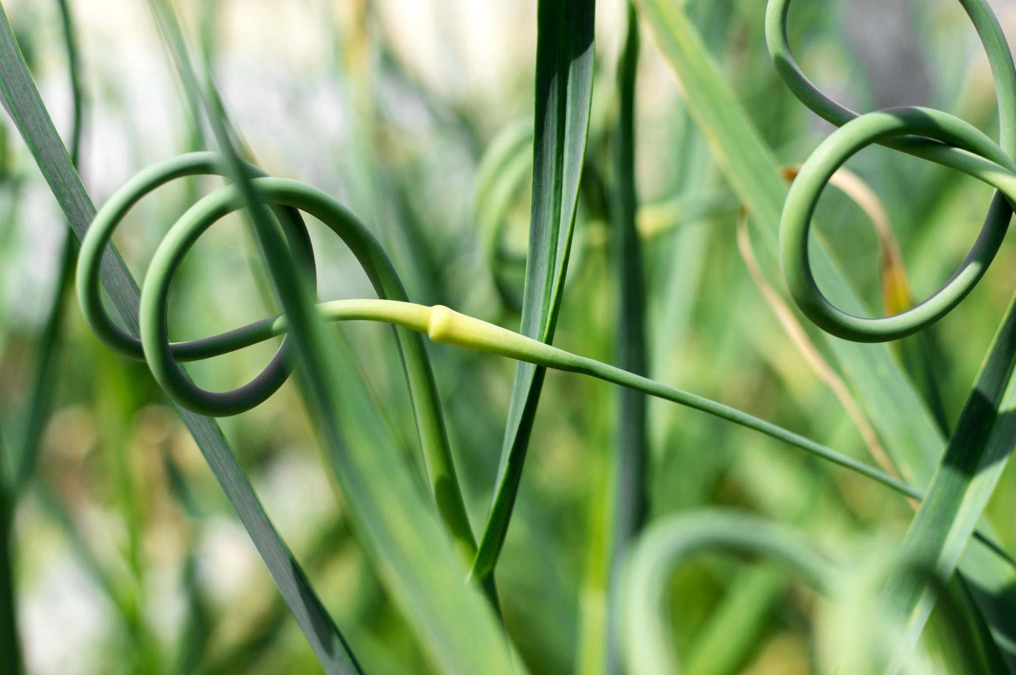 Garlic scapes. Photo by Mikhail Naumov/Getty Images